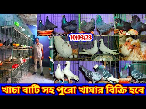 খাঁচা বাটি সহ অল্প টাকায় কবুতরের খামার বিক্রি হবে ১০০% ডিম বাচ্চা করা ফেন্সি কবুতর