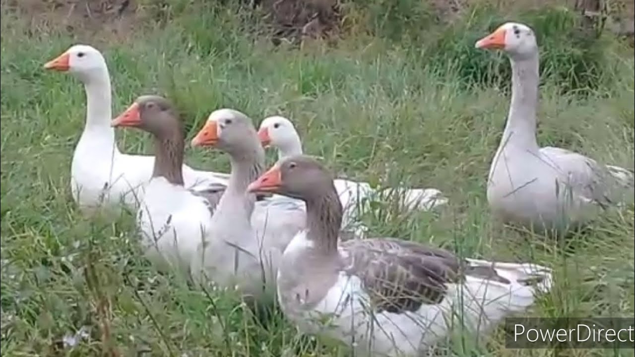 QAZLAR CUTLESMIRLER VE NE VAXT CÜTLƏŞƏCƏLLƏR ❓