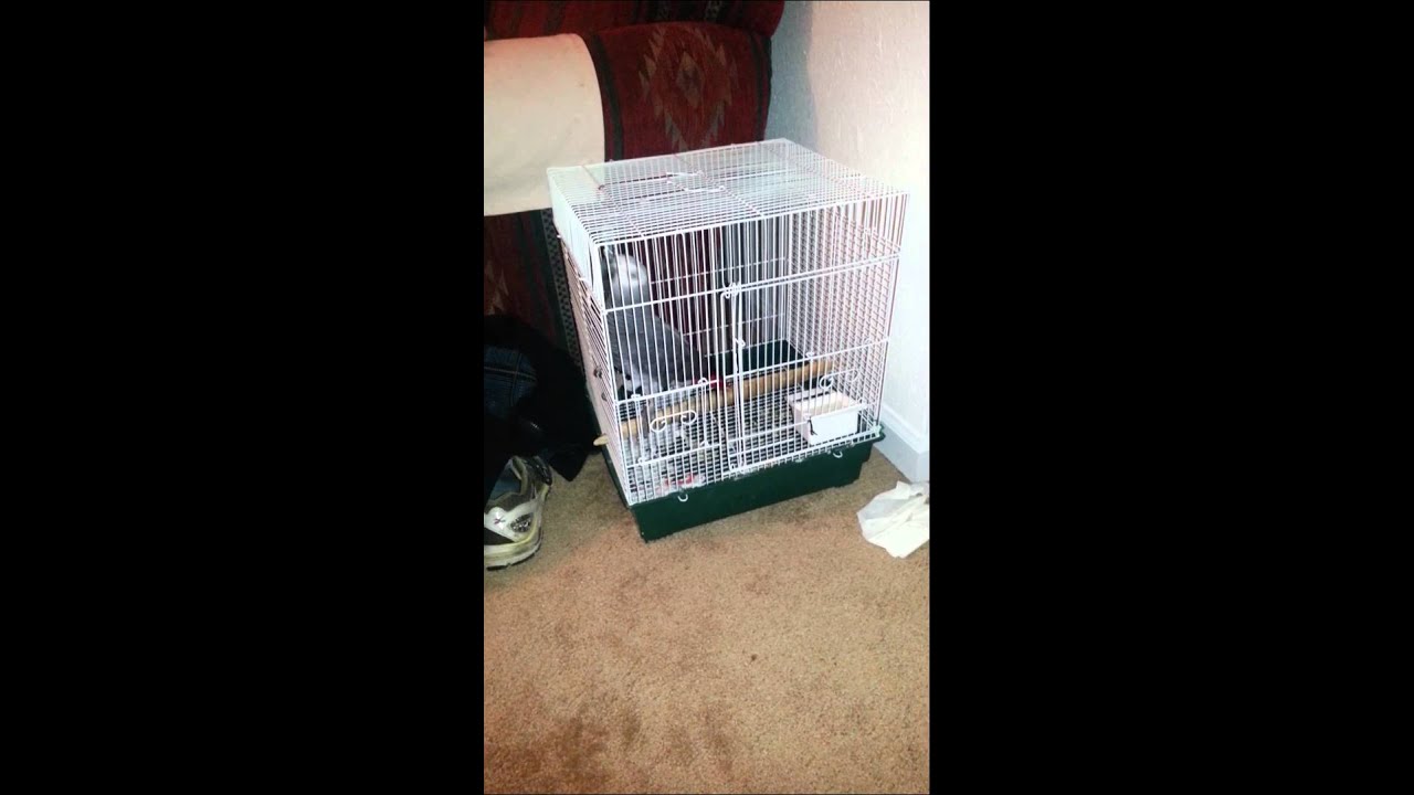 Congo African Gray dancing in travel cage YouTube