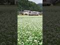頑張る芸備線 黄金色に実った田んぼと白く光る蕎麦畑を駆け抜ける #芸備線