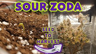 SOUR ZODA | SEED TO HARVEST | SPIDER FARMER SF1000 | HOMEGROW | LS-TRAINING | 420Lexikon | UMAMI