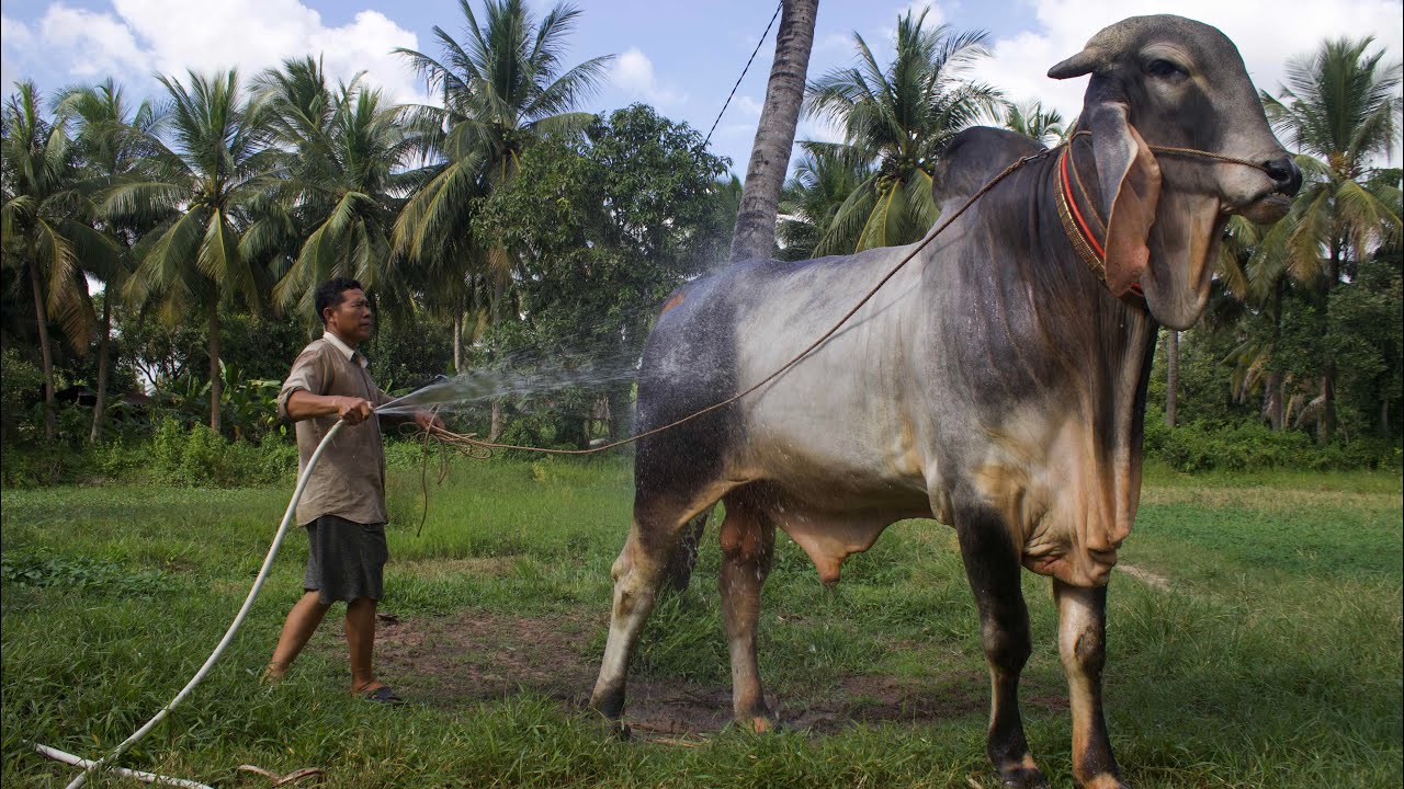 ជីវិតដ៏សមញ្ញាអ្នកចឹញ្ចឹមគោល្បី - 4K VIDEO REAL LIFE IN COUNTRYSIDE 