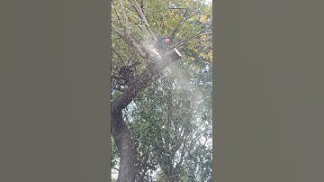 big tree felling skill technique #chainsawman #treecutting #shortvideo