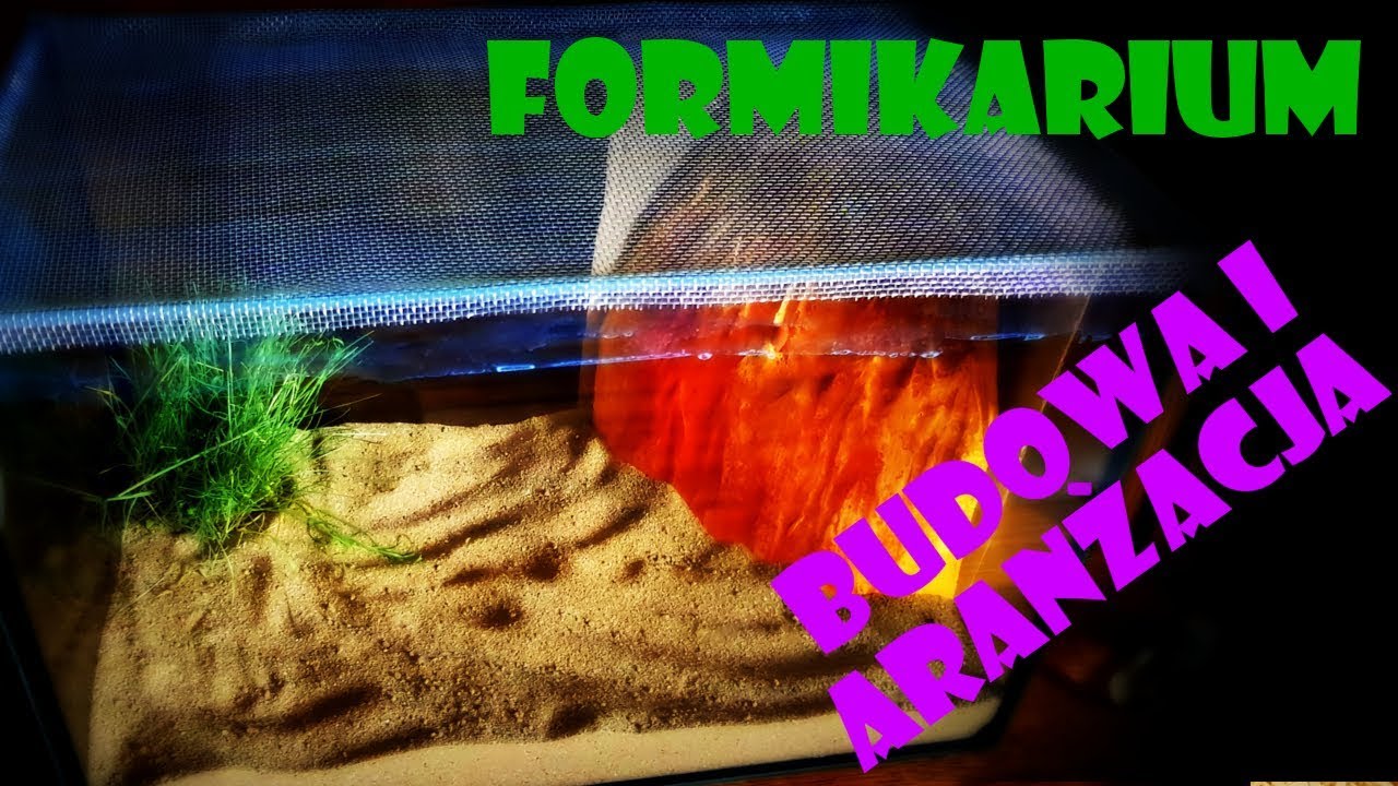 [Mrówki] Budowa formikarium !!!