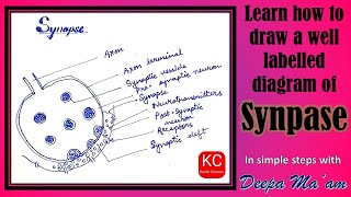How to draw a well labelled diagram of Synapse - Nerve cell drawing by Deepa ma'am - Nervous System