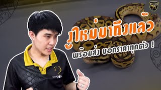 งูบอลนำเข้าล๊อตใหม่ 2021Reality Ball Python [EP.78]