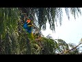 Blue-throated Barbet perched on swaying tree in Himalayan foothills