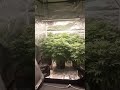 Flower room update. Plug generics lots a zkittles and amnesia