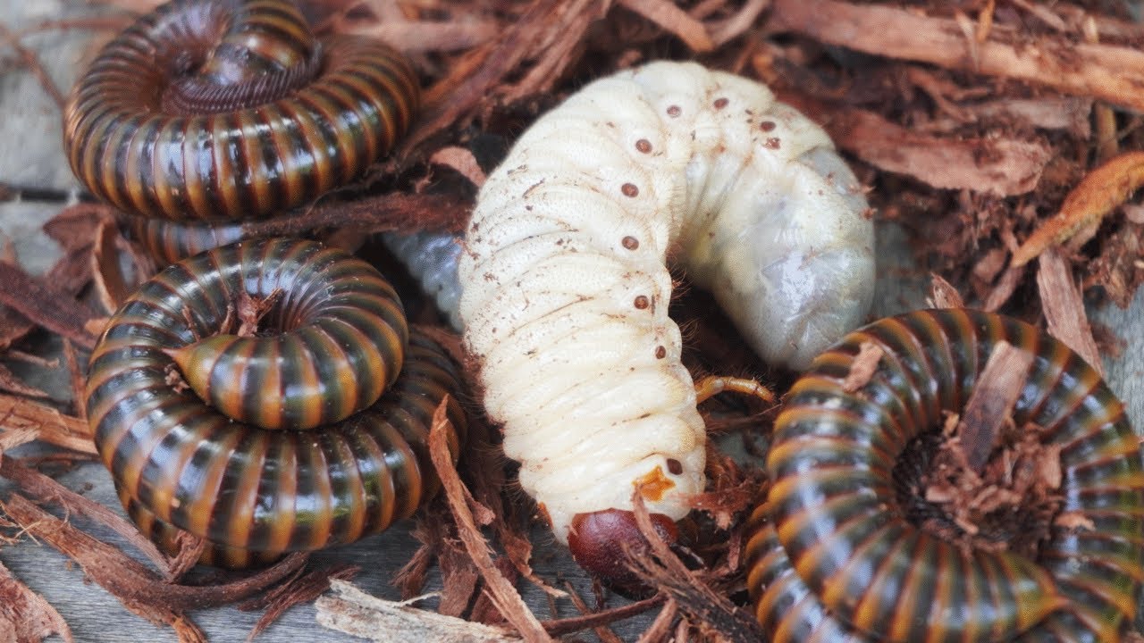 I Catching Giant Millipedes, Red Millipedes a Round My Home 