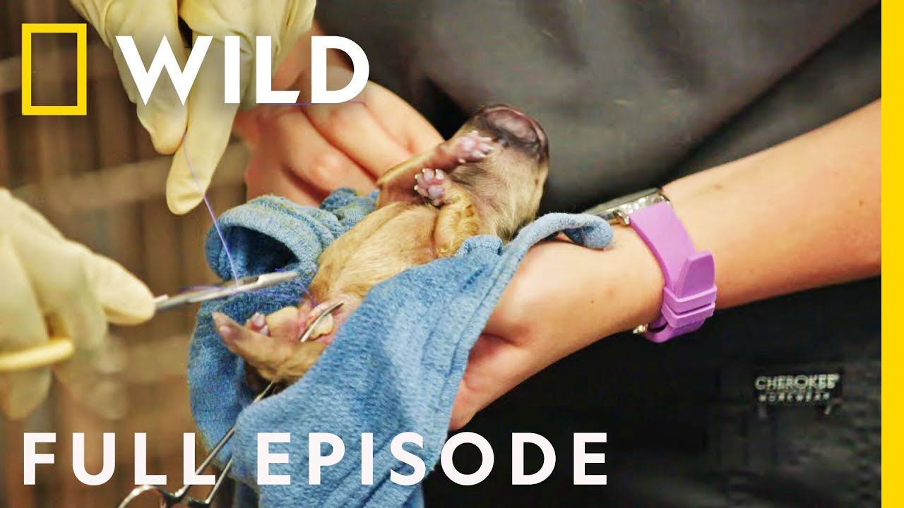 Critter Fixers: Emergency Puppy C-Section – Watch the Full Episode! – Documentary