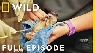 Emergency Puppy CSection (Full Episode) | Critter Fixers