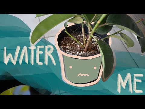 How To Water Rubber Plant