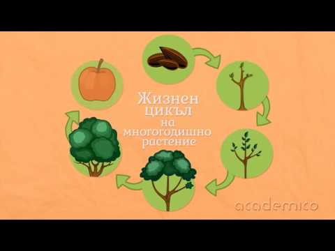 Видео: Основен жизнен цикъл на растението и жизненият цикъл на цъфтящо растение - Градинарство ноу-хау