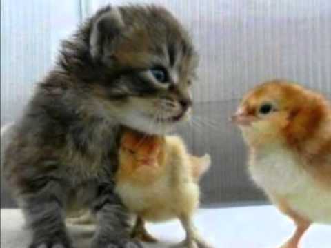 子猫 かわいい子猫の画像動画 癒しの瞬間 Youtube