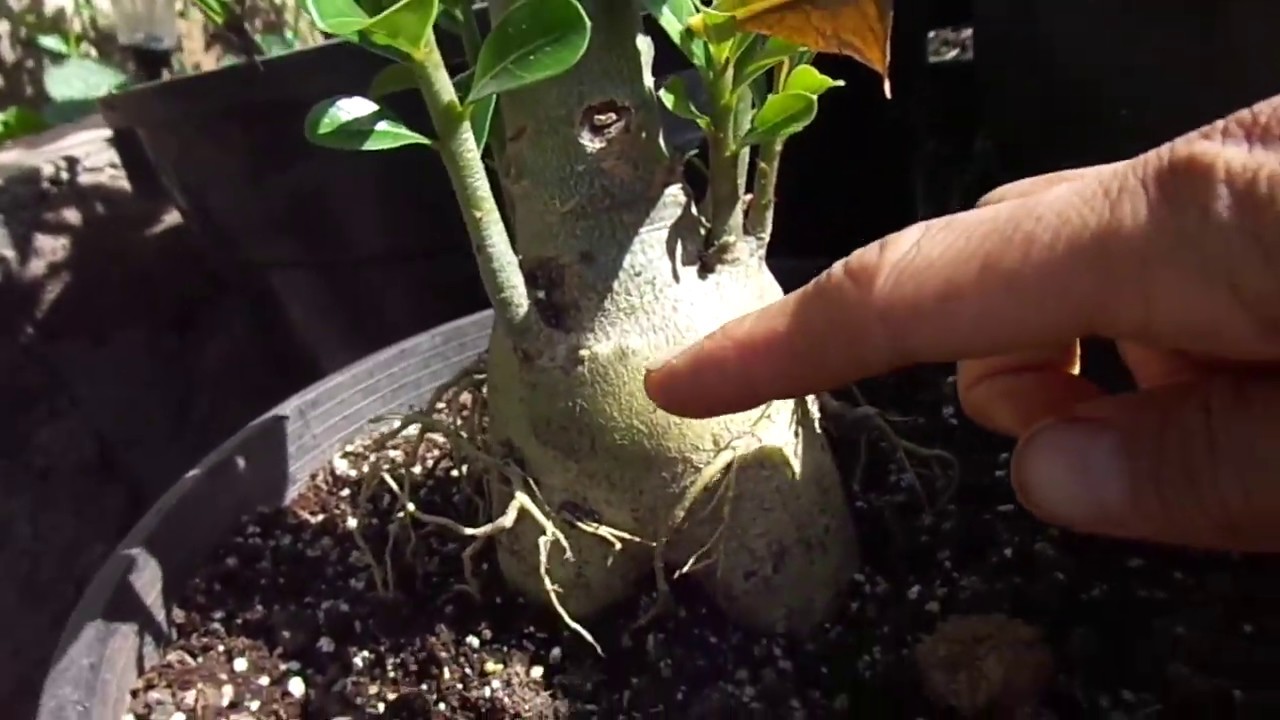 Growing adenium seedlings to have a larger caudex YouTube