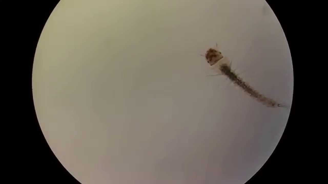 Larvae of Anopheles stephensi (Mosquito) YouTube