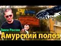 Амурский полоз- самая красивая змея в России