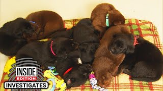 8 Puppies Found in Wisconsin Dumpster Are Named After Cheese