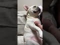 赤ちゃんの側にいたがる犬【フレブル フレンチブルドッグ】