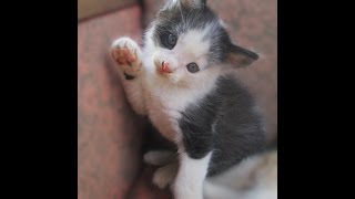 Бяся "в прошлой жизни". Котята играют. Лето 2015. Бяся "в прошлой жизни". Котята играют. Лето 2015.