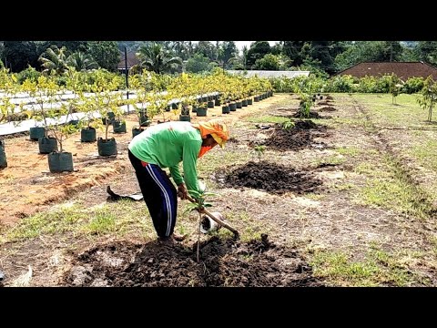 Video: Perawatan Akar Culver: Pelajari Cara Menumbuhkan Tanaman Akar Culver