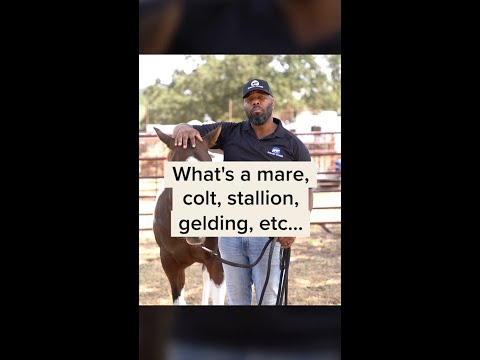 Video: Kan en vallak hest gjøre en hoppe drektig?