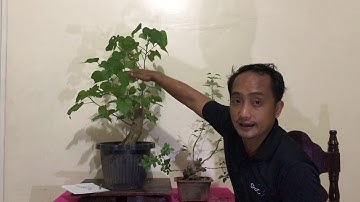 Basic Bonsai Lessons: Branch Selection