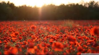Remembrance Vignette 2014