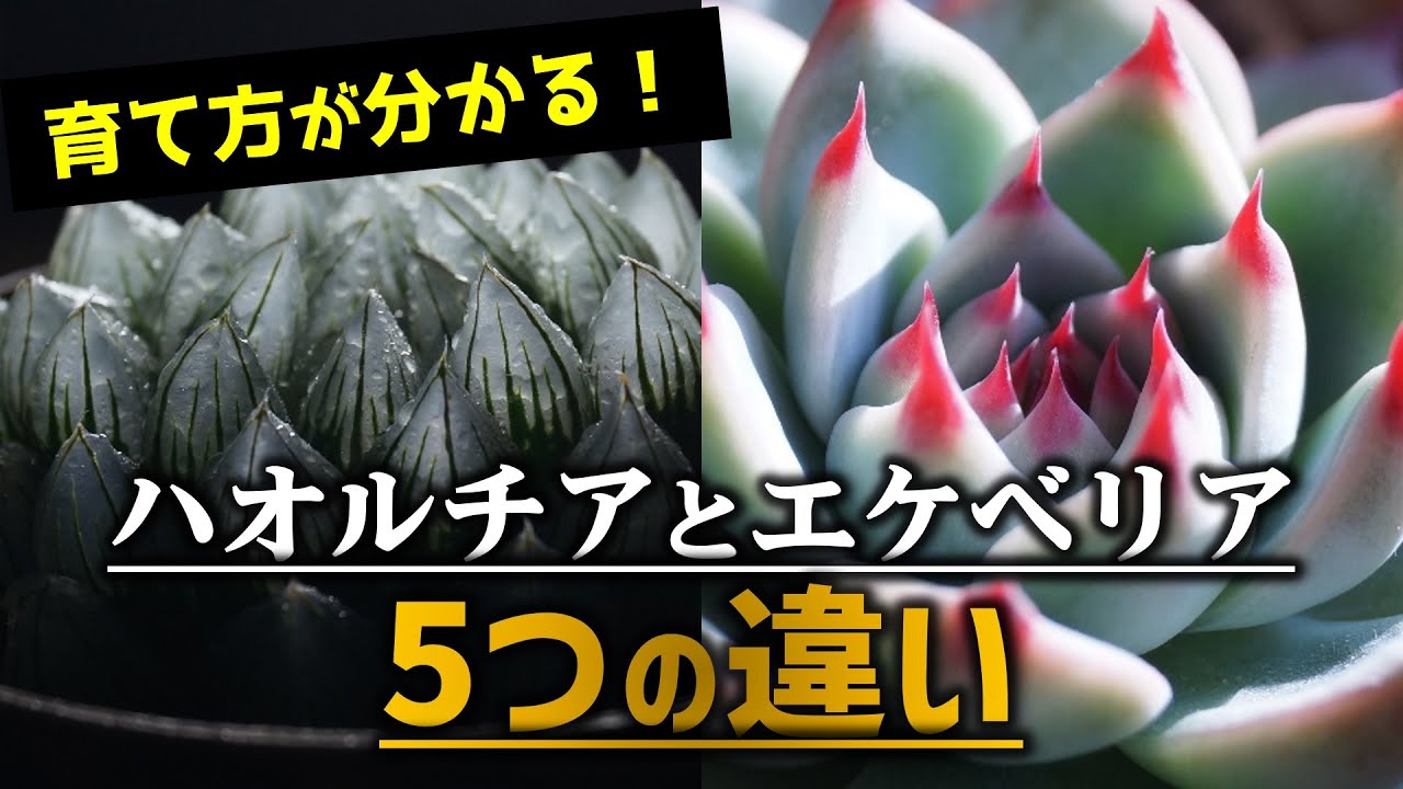 【多肉植物入門】ハオルチアとエケベリアの育て方の違い【人気観葉植物】【LEDライトで室内園芸】