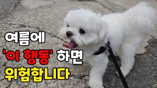 여름에 강아지가 이 행동을 한다면 위험합니다.(증상과 대처방법)