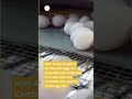 Easy and Stress-Free Collection of Poultry Farm Eggs