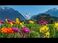 Beautiful Relaxing Music, Peaceful Soothing Instrumental Music, &quot;Beautiful Switzerland&quot; Tim Janis