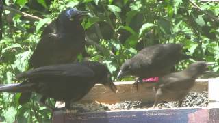 Common Grackles Eating 1
