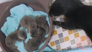 カワウソ赤ちゃん、ママのベストポジション！Mom is fighting!【baby otter】 by カワウソ-Otter channel 1,692 views 2 years ago 4 minutes, 35 seconds