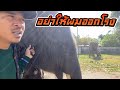 เมื่อควาญเสือจับบัวบานเอง❗️งานเข้าสิครับอีเเม่😭एक हाथी,elephant