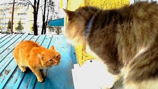 Our cat never let the neighbor's cat by GOOD ALEX 473 views 3 years ago 58 seconds