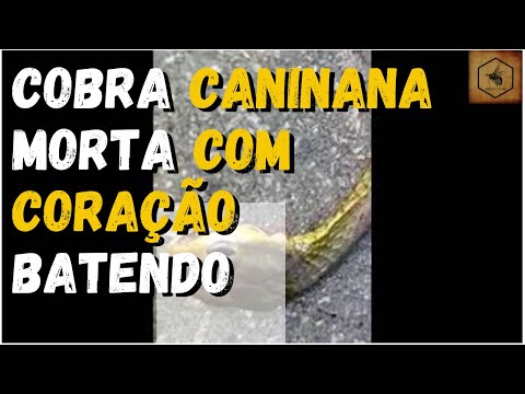 Vídeo: Coração De Cobra - Visão Alternativa