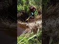 Monster beaver dam removal!#shorts