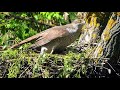 У ястребов один птенец не выжил /Goshawk