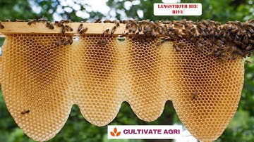 🐝Langstroth Beehive 🐝 American Beehive for Honeybees