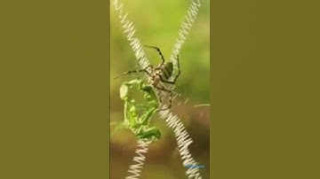 Spider web making#spiderweb#spidermannowayhome#spiderwebstitch#spiderwebturquoise#spiderman#spiders
