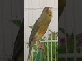 Chant Canaries Singing Canaris تغريد الكناري