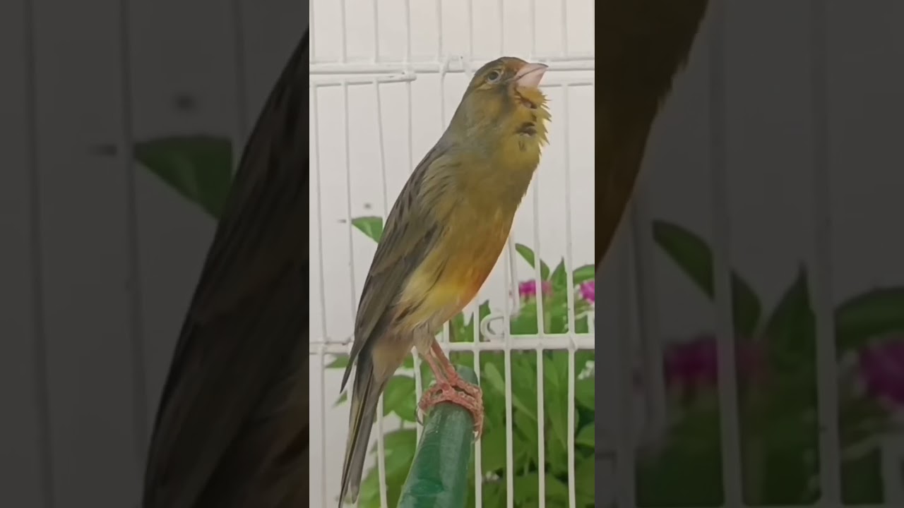 chant canaries singing canaris تغريد الكناري