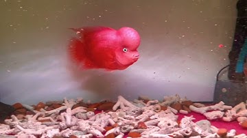 Cá la hán bung phương pháp #GBH