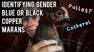 Identifying Gender of Blue or Black Copper Marans - Ann's Tiny Life