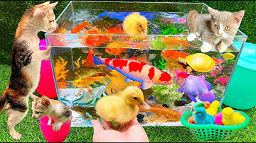 Vịt, Cá, Mèo, Cua, Rùa, Gà, Bò, Voi, Ếch, Thằn Lằn, Thỏ, Ốc, Cá Chép, Cá Koi, Chim, La Hán, Bảy Màu