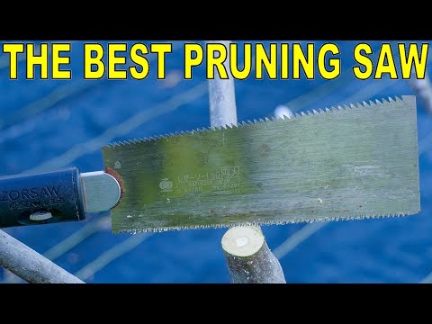 Video: Honeysuckle: Pagtatanim, Pruning, Sakit At Peste