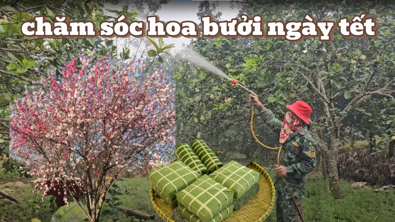 🌼 Kỹ Thuật Phun Hoa Bưởi Ngày 28 Tết Đạt Tỷ Lệ Đậu Cao – Bí Quyết Nhà Vườn Không Thể Bỏ Qua!
