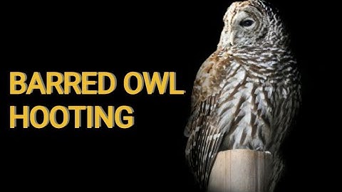 Barred Owl Hooting | Amazing Vocals