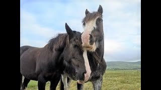 How To Tell If Your Horse Is In Season (On Heat) How To Tell If Your Horse Is In Season (On Heat)